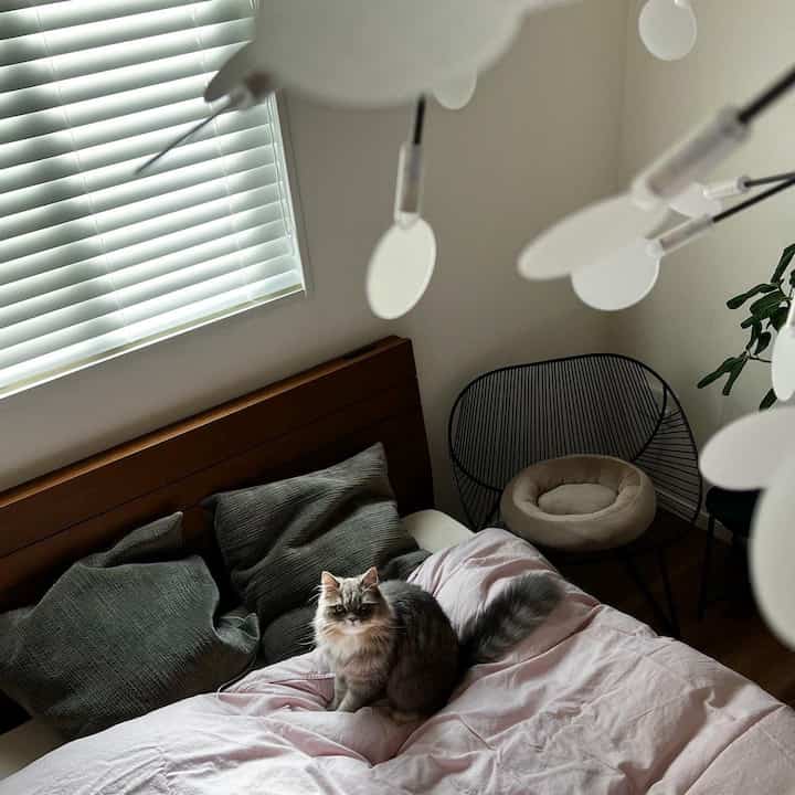 A tranquil bedroom with ivory walls and a brown bed frame featuring a cat sitting on a pink duvet