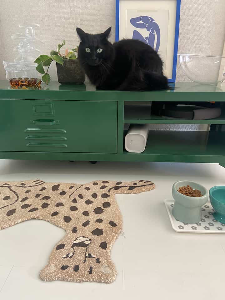 緑のテレビ台の上に黒い猫が座り、床にはヒョウ柄のラグと猫の食器がある雰囲気のあるペットスペース