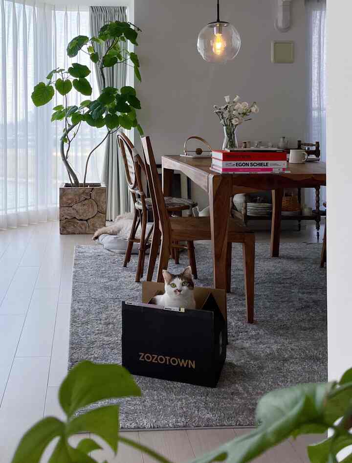 ナチュラルなブラウンのダイニングテーブルと緑の植物が配置されたコージーなダイニングルーム、箱の中にいる猫が印象的な空間