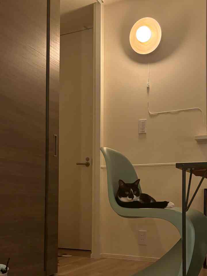 白い壁と木目調の床、緑の椅子に黒猫が座る落ち着いた空間