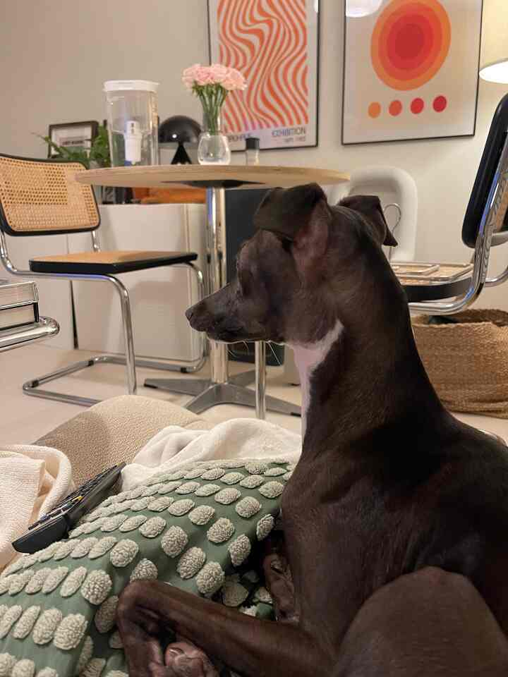 Beige-toned two-person dining room featuring a vintage dining table, dog, and cushion creating a warm atmosphere