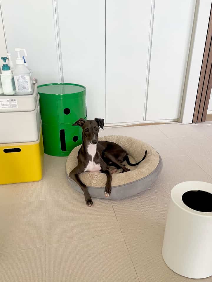 Minimal interior space with white walls and doors, featuring a beige pet bed with a dog resting centrally and a green storage box nearby.
