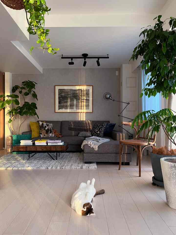 グレーのソファと木製コーヒーテーブル、植物が配置されたナチュラルモダンなリビング、陽光を浴びて床に寝転ぶ猫
