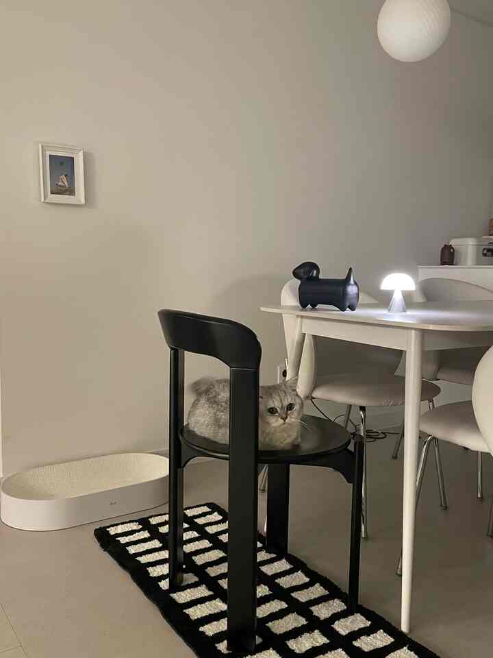 White and black toned living space featuring a black dining chair with a cat sitting centrally, modern interior design