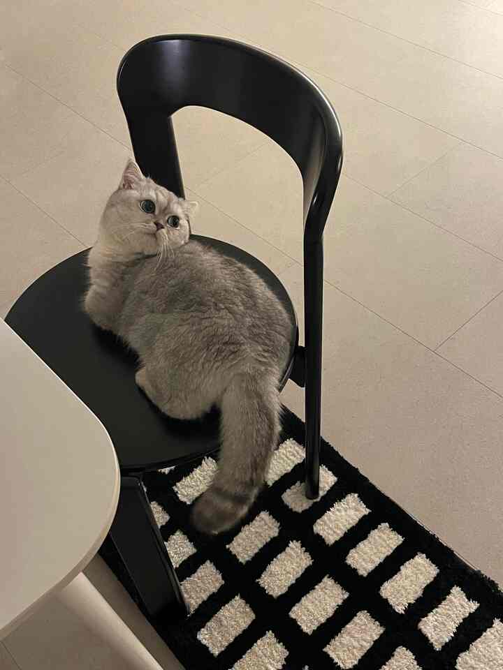 Bright floor space featuring a gray cat sitting on a black dining chair over a black and white patterned rug