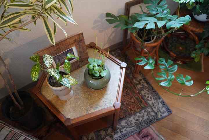 木目調のコンパクトな部屋にヴィンテージのテーブルと複数の植物が配置された雰囲気のあるインテリア