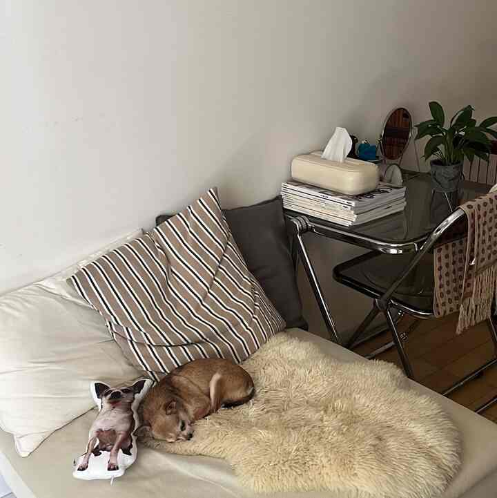 明るいベージュのソファに茶色の犬が寝ているナチュラルなトーンのリビング、ガラスのデスクと植物が配置された落ち着いた空間