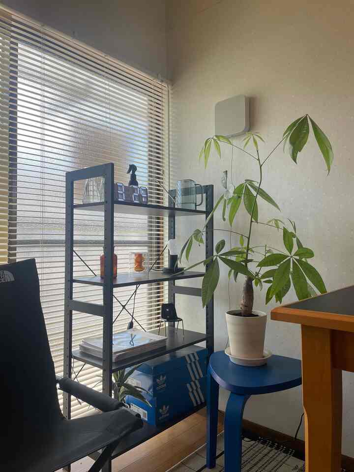 Pachira semakin besar, jadi saya selalu kesulitan memilih atau menanamnya kembali 😕

Tapi sekarang sudah berkembang, saya ingin melihatnya terus berkembang.

Jadi sejauh ini saya sudah menanamnya kembali sebanyak 3 kali🌱

#Tanaman dedaunan
#Pachira