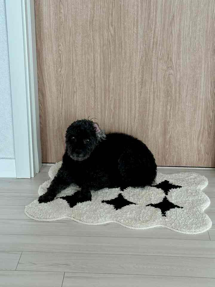 ホワイトウッドの床と木目調の扉の前に、白と黒の星柄ラグの上でくつろぐ黒い犬がいる雰囲気のある空間