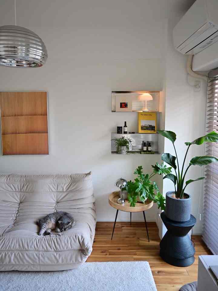 猫クッション🐾踏みつけ注意⚠️
#togo #観葉植物 
