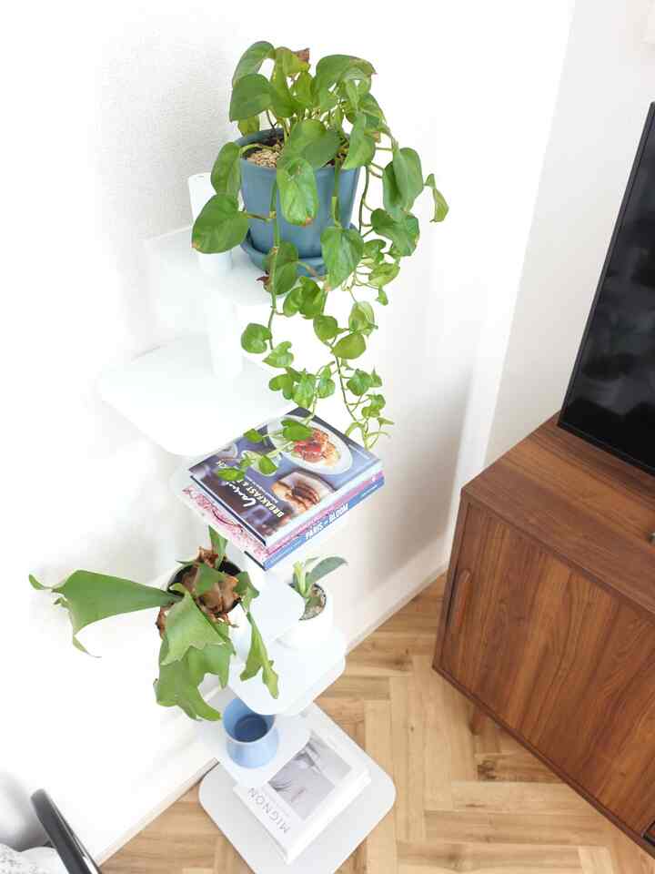The pothos has grown quite a bit 🌱

#HermanMiller #storybookcase