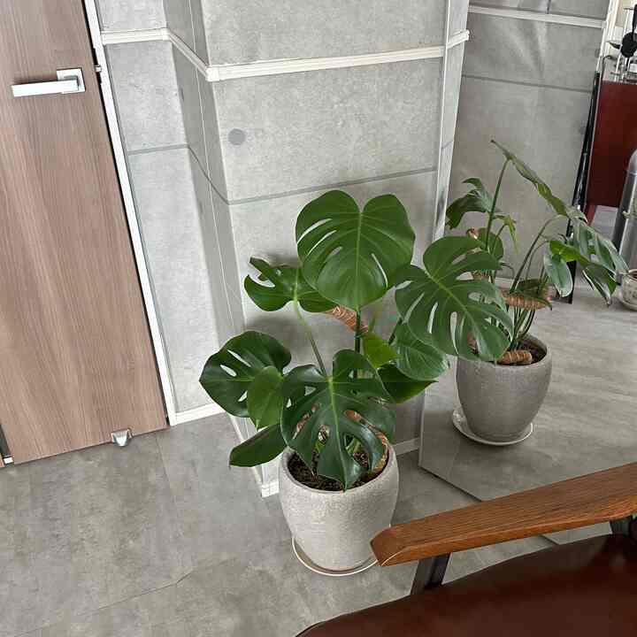 観葉植物は鉢によってもかなり印象かわりますよね。なるべく落ち着いた大人な雰囲気にしたいので同系色や陶器の物を選ぶようにしています。
#観葉植物 #モンステラ #ホワイトゴースト