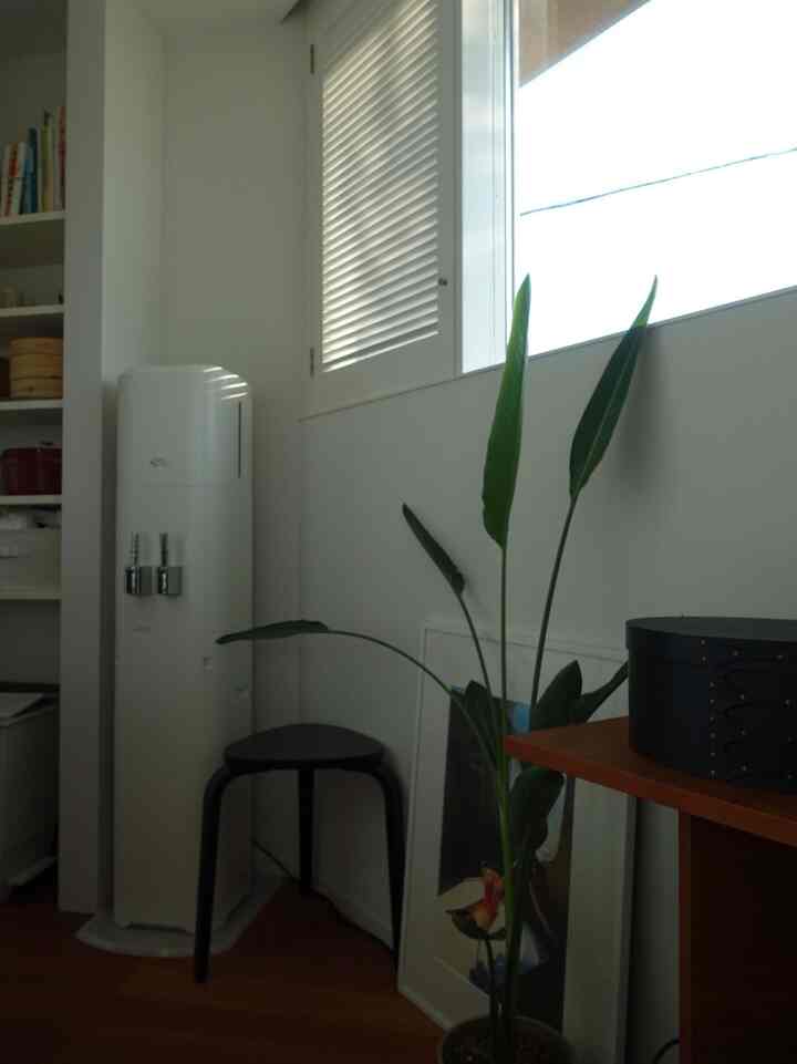 白い壁と木目調の床が落ち着いたキッチンの一角、黒いスツールと背の高い観葉植物が配置された清潔感のある空間