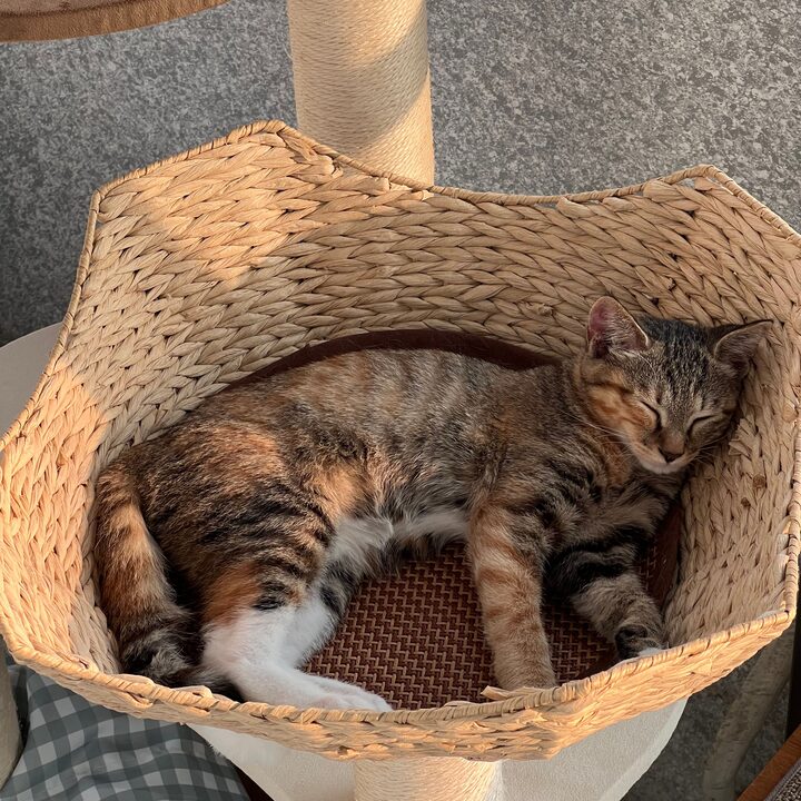 short form carousel card thumbnail