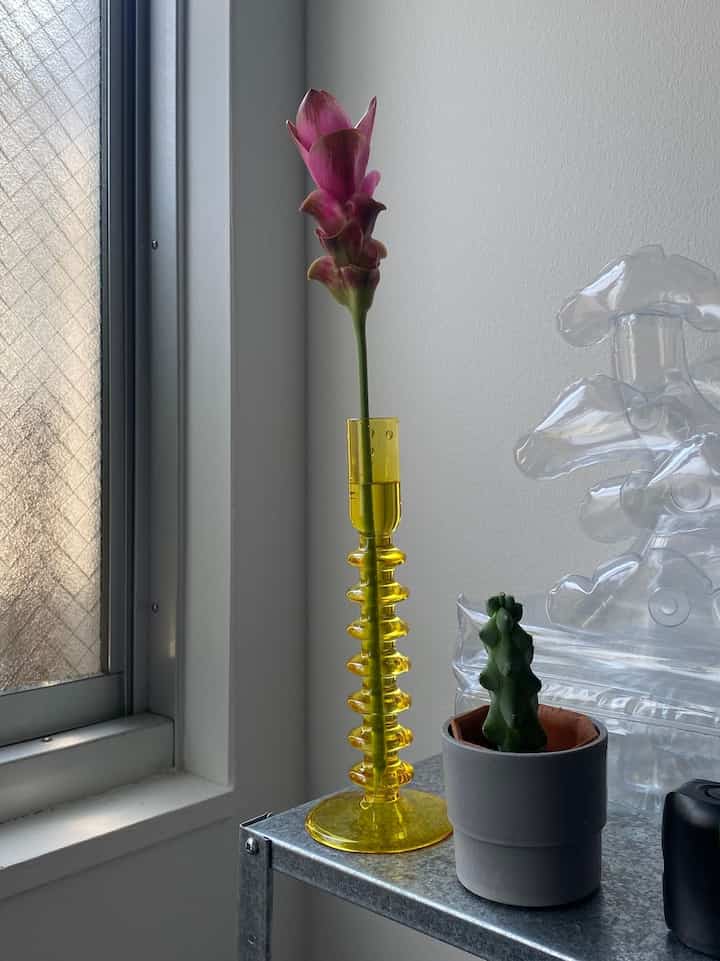 #クルクマ #サボテン #植物のある生活