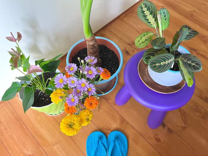 #リビング #リビング植物 #リビングインテリア #観葉植物 #グリーン #IKEA #植木鉢 #植木鉢インテリア #カラフル #カラフルなインテリア #リノベーション #リノベ #一戸建て #一戸建てリノベ #ミッドセンチュリー #midcentury #colorful #colorfulinterior #renovation