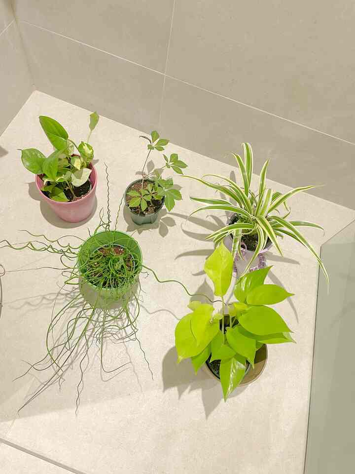  #식물 #미드센츄리모던 #화이트인테리어 #룸데코 #식물일기 #식집사일기 #식집사성장기 #식집사일상 #물주기 #플랜트 #초록초록 #초록인테리어 #roomdecoration #midcenturymoderninterior #맞팔  