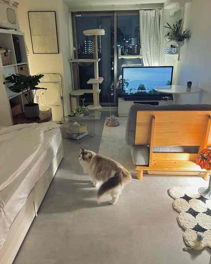 グレーのモルタル風床が特徴の8畳の1Kワンルーム、猫とキャットタワーがあり、モダンでナチュラルな雰囲気のあるインテリア