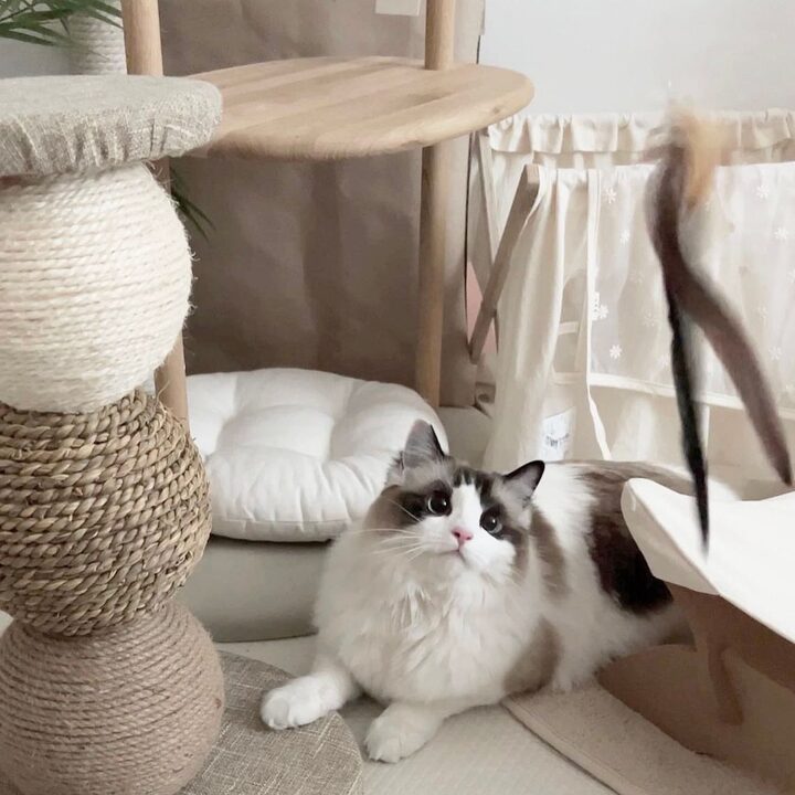 short form carousel card thumbnail