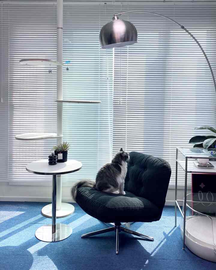 白いブラインドと青いカーペット、キャットタワーと黒いアームチェアがある猫と暮らす印象的な空間