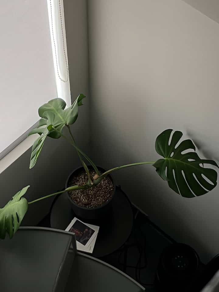A monotone small corner space with gray walls and furniture featuring a large green plant on a side table, creating a natural atmosphere