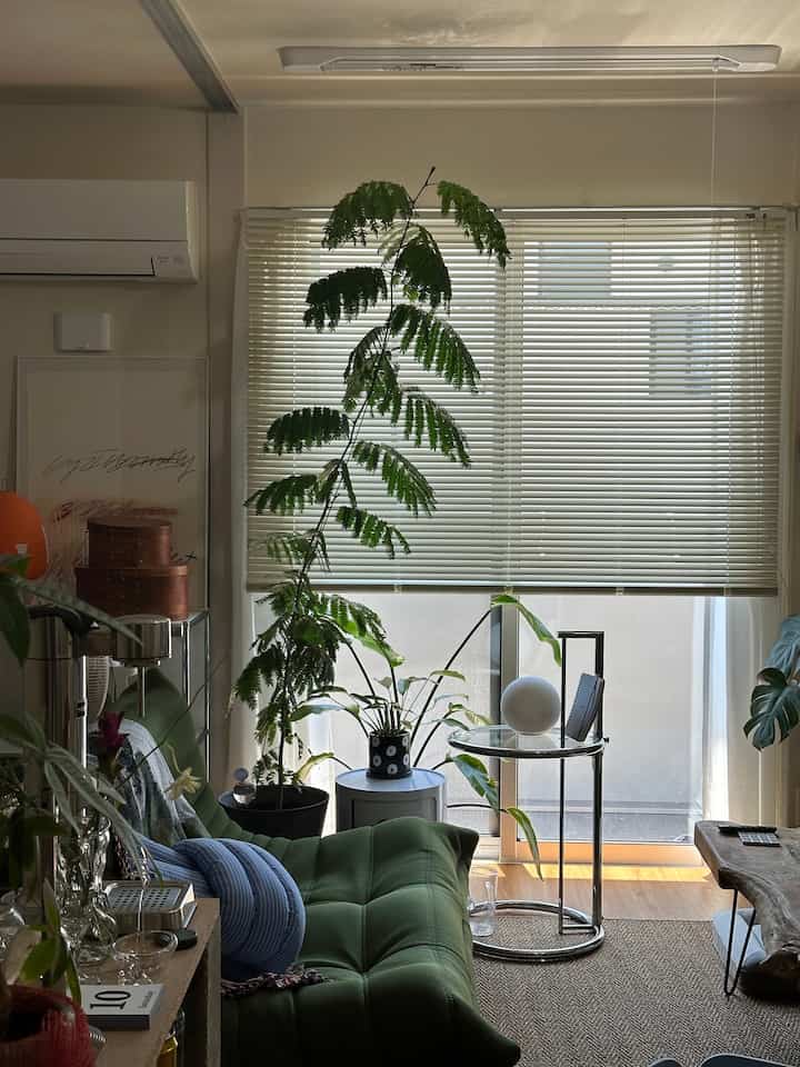 エバーフレッシュ また成長してしなってきた。やばい

#リビング 
#トーゴソファ