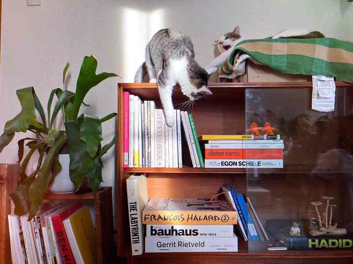 Natural-toned small study space featuring two cats, wooden bookshelf, and large green plant creating a cozy atmosphere
