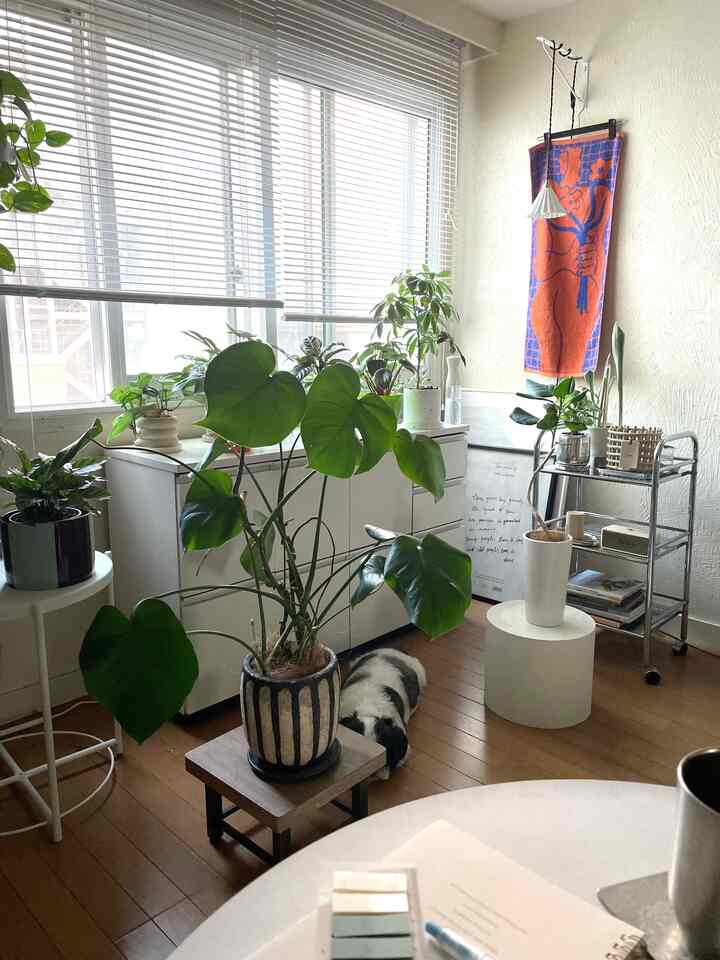 ナチュラルな木目調の床と白い家具が配置されたシンプルで北欧風のワークスペース、植物と犬が共にいる雰囲気のあるインテリア