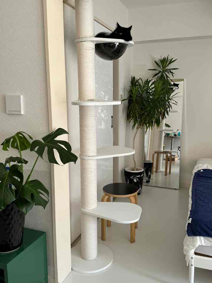 以前から持ってた突っ張りキャットタワーを、
白に塗り替えて、麻紐だったのを白い紐に巻き替えました🤍

3.4枚目がBefore


#キャットタワー #DIY #フロアタイル
#ニトリ #IKEA #猫インテリア #猫用品 #猫
