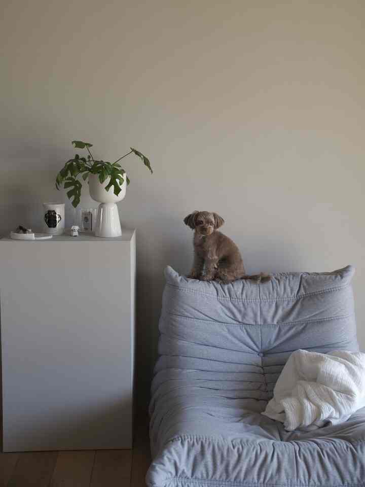 ベージュ色の壁とナチュラルな雰囲気の一人掛けトーゴソファ、小さな犬が上に座る落ち着いたリビング空間