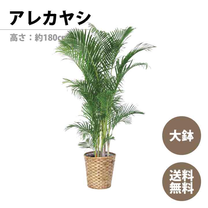 観葉植物 アレカヤシ（大鉢）
