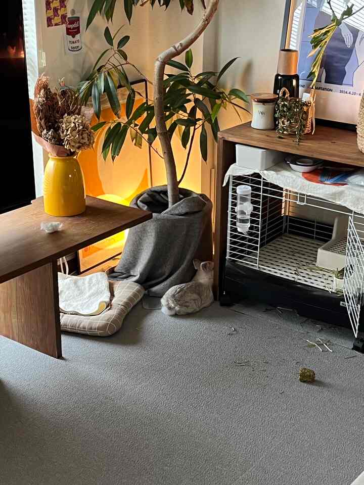 淡いグレーのカーペットにペットのウサギがいるナチュラルトーンのリビング、木製テーブルと花瓶、ペットハウスが温かい照明の下に配置された空間