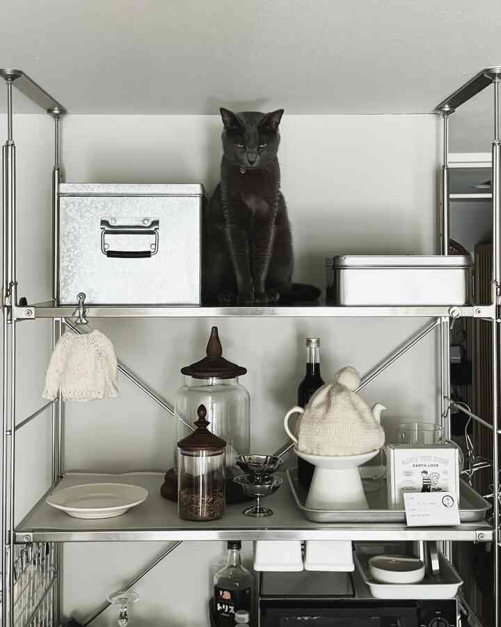 #猫とインテリア #キッチンインテリア 
#ステンレスユニットシェルフ #無印良品