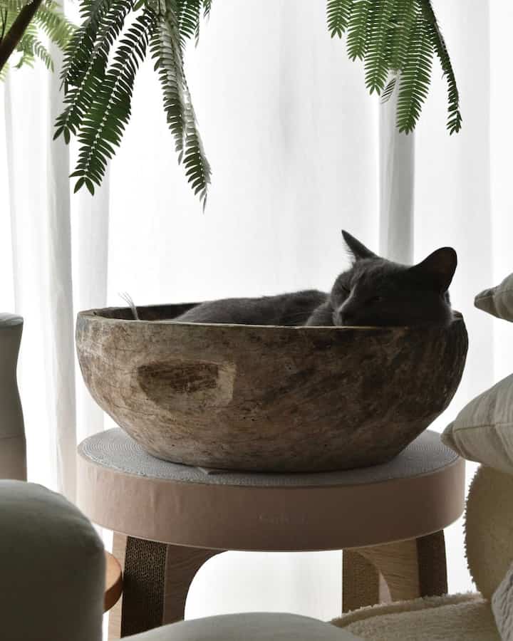 rasanya enak

#Kucing dan interior #猫 #爪研ぎ #カーテン #レースカーテン