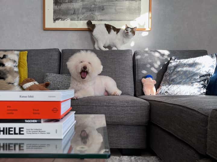 愛犬パフさん。
相変わらず目がねぇ😭
そんな姿もたまらんです♡

#犬と猫 #犬と猫のいる暮らし #猫 #猫インテリア #猫がいる暮らし #犬がいる暮らし #愛犬との暮らし #猫とインテリア #猫のいる生活 #リビング #グレーインテリア #ソファ #ソファインテリア 