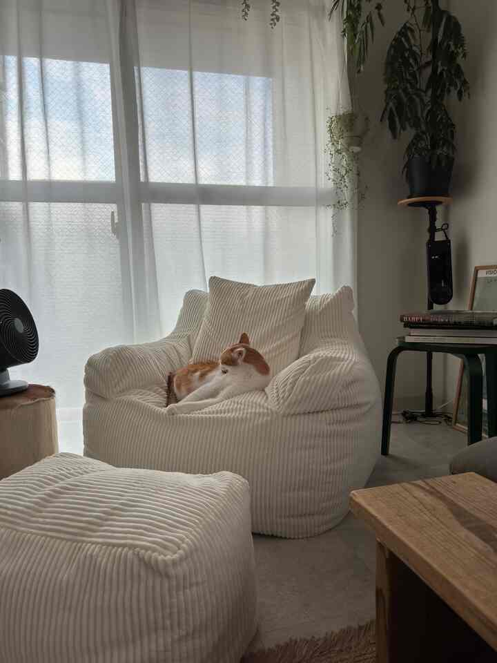白を基調としたリビング、ビーズクッションのソファと猫が配置された落ち着きのある自然な雰囲気の空間