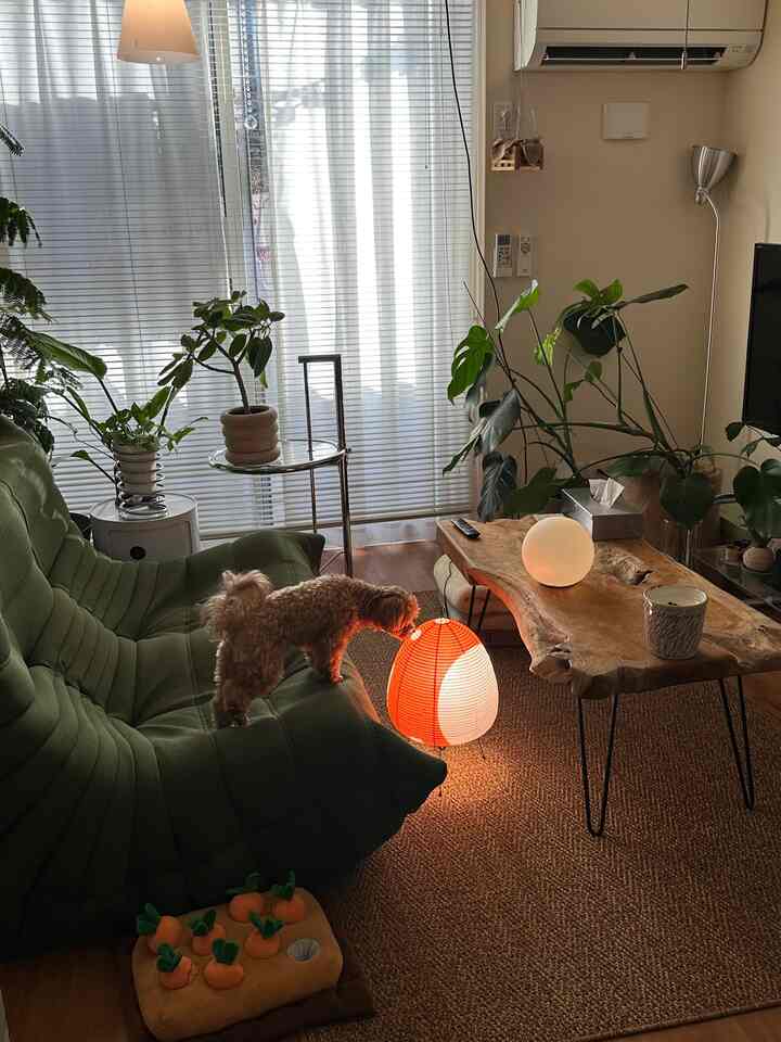 Natural tone living room featuring a green sofa, wooden coffee table, dog, and indoor plants creating a cozy atmosphere