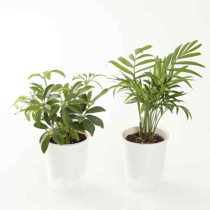 底面給水鉢の観葉植物・３号