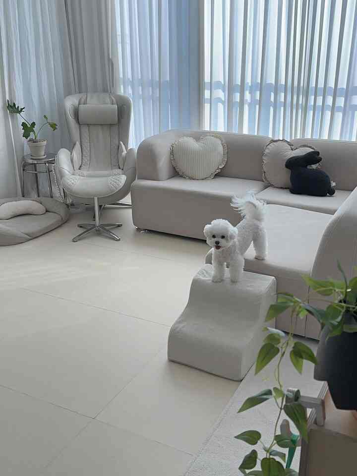 白を基調としたリビング、ベージュのソファとペットステップに犬がいる、清潔で居心地の良い空間