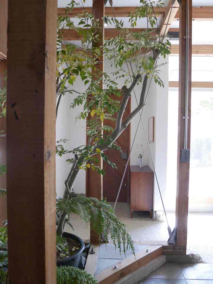 玄関とLDKの間にドアはないので
カーテンを開けるとかなり開放的🌳

トネリコ🌿が少し目隠しになってくれます

#植栽 #玄関 #リノベーション #木造 #LDK #植物 #土間 #インテリア #グリーンインテリア 