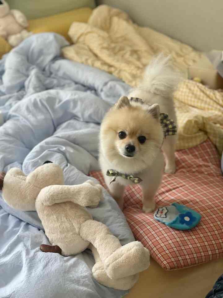 黄と青の色調の寝室、寝具の上にかわいい小さな犬がいる雰囲気のある空間