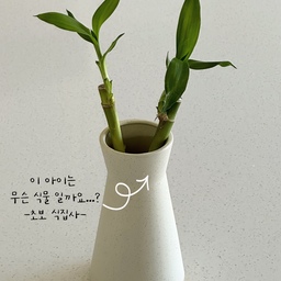 #ftc8기이야기 
#식집사 분들께서는 도와듀세욤🥹
화분을 키워보고 싶다는 제 말에 친정엄마가 
👵“이건 물만 주면 된다”
👧🏻 “에이 껌이지” 
했는데 잎 하나가 시들고 있어요
햇빛을 너무 쬐면 안 되는거 같고 그래도 자연광이 들어오는 곳에 물은 화병에 반 이상을 넣었는데...
잘 하고 있는 걸까요ㅠㅠㅠ?
그리고 제가 알기론 대나무잎 같은데 식물 이름도 맞을까요?!
#도와주세요 #식집사성장기 #신혼집인테리어 #신혼집꾸미기 #랜선집들이 #화분