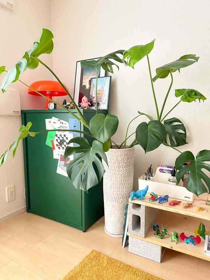 Natural interior space featuring a green cabinet and large monstera plant with warm wooden flooring