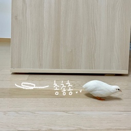 #우리집귀요미포착
오랜만에 집 구조를 바꾸고,,,,,
바닥을 열심히 닦고 난 뒤
꾸꾸한테 검사 받았어요 ㅋㅋㅋ 🤣
꾸꾸도 집구조가 바뀐 걸 아는지
조심조심 살펴다니네요 ㅎㅎ 🐣💛
바깥에 나와서 순찰을 돌면서
여기 먼지가 있는데?!
음~ 여기는 깨끗하다 하는 것만 같아요!
#맞팔 #반려동물인생세컷 #반려동물 #새 #반려조 #집사일상 #집구조바꾸기
