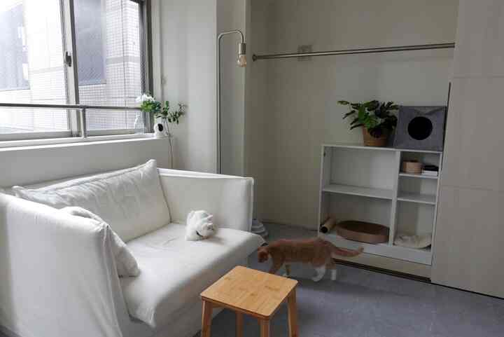 Modern living room in white and gray tones, featuring a white armchair, cat companions, and pet accessories in a simple, clean setting