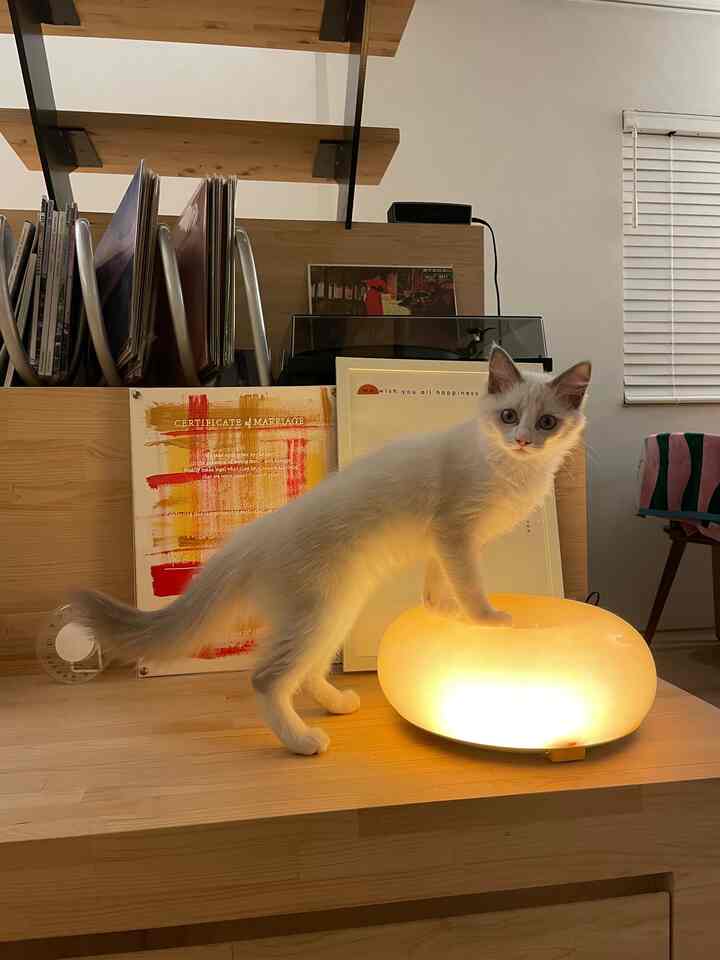 暖かい木目調の室内、ドーナツ型テーブルランプの上に猫が立っているシンプルなインテリア