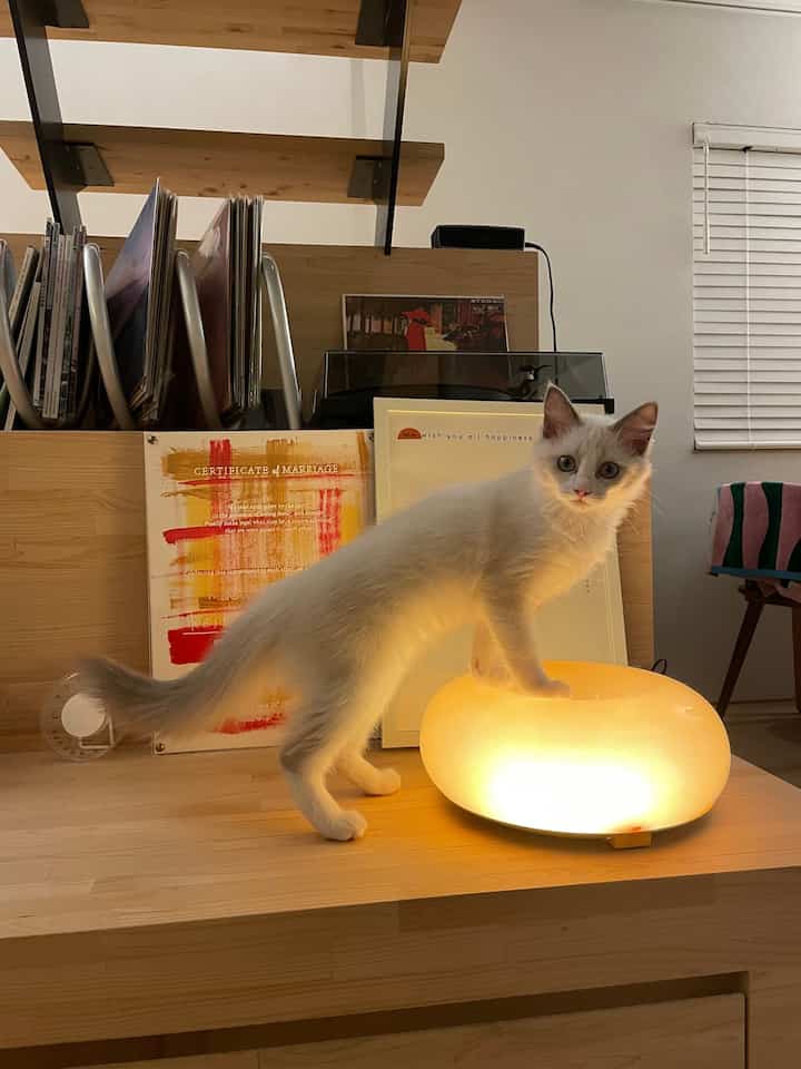 絶対に欲しかったドーナツランプ🍩
奇跡的にゲットできました、、、！！
ひとまずここに置いてますが、壁掛けにしようかなぁと計画中、、、
#ランプ #ドーナツランプ #ライト #IKEA