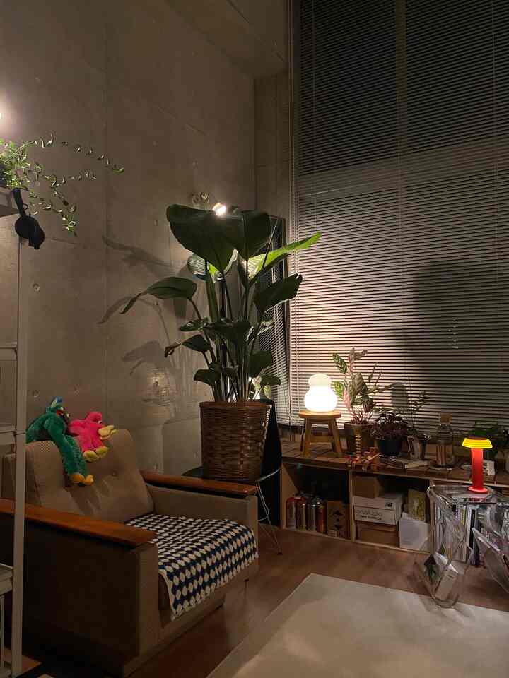 グレーのコンクリート壁と自然素材の家具、植物が配置された落ち着いた一人暮らし向けのモダンなリビングルーム