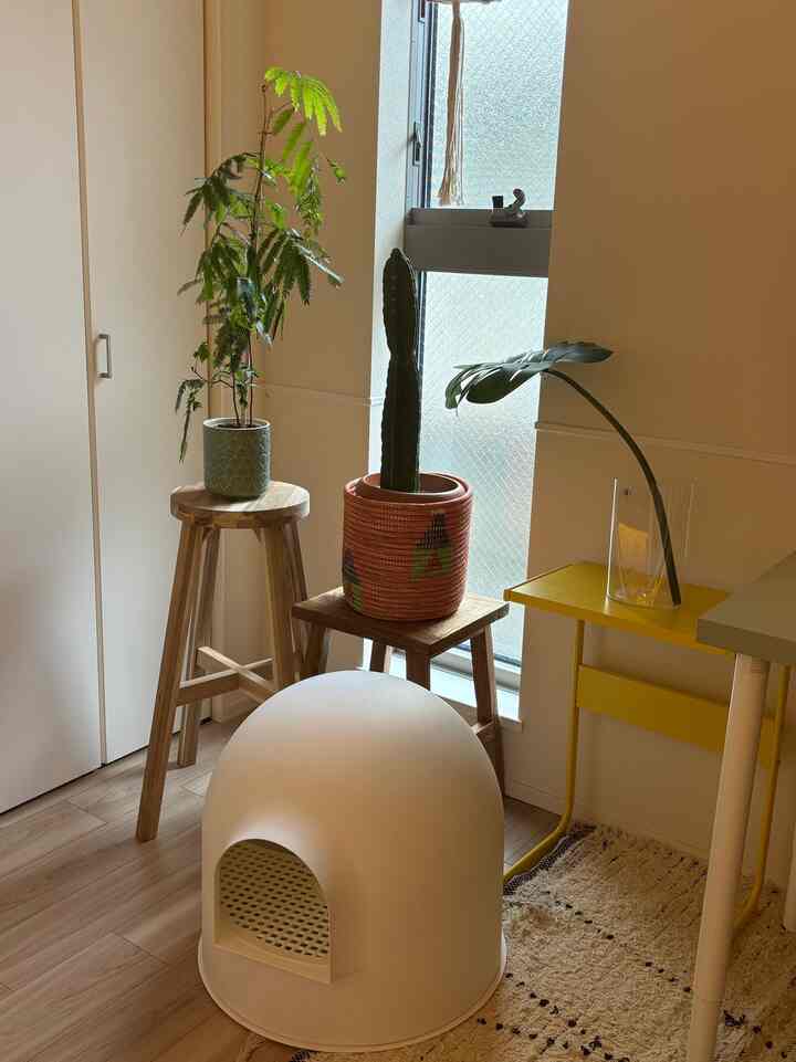 Di sebelah ruang kerjaku ada tanaman yang butuh banyak sinar matahari. Ada yang palsu haha. Tadinya ada tiga kaktus, tapi sekarang hanya ada satu, jadi aku buru-buru memindahkannya ke sini. #観葉植物 #観葉植物のある暮らし #ワークスペース #猫トイレ #造花