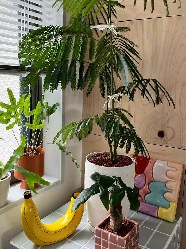 
窓際に植物集めて日向ぼっこ
植物もりもりのお家も好きだから
1箇所に固めておくのも可愛いな〜🤍

#植物のある暮らし #カラフルインテリア #韓国インテリア #海外インテリア #ミッドセンチュリー